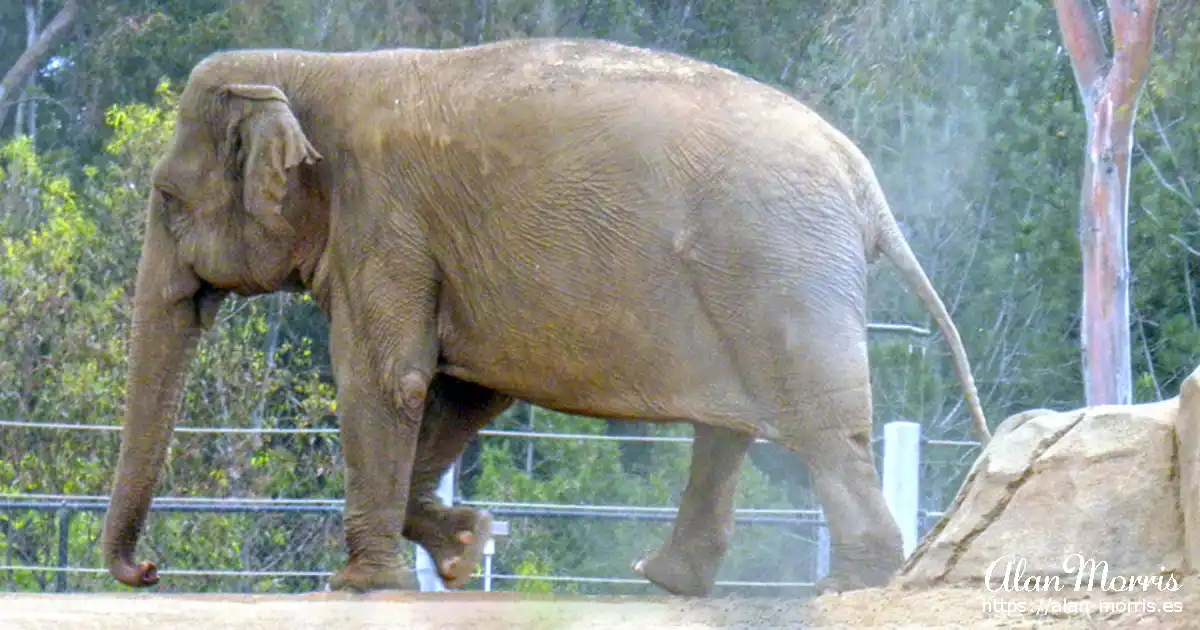 San Diego Zoo.